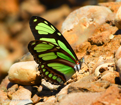 Philaethria dido