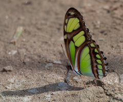 Philaethria dido