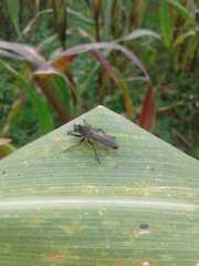 Epipamponeurus americanus