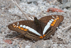 Adelpha alala