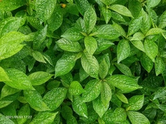 Strobilanthes crispa