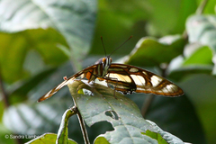 Metamorpha elissa