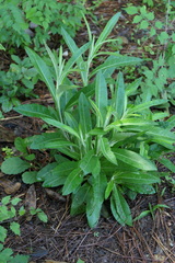 Pterocaulon