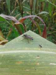 Epipamponeurus americanus