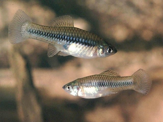 Cuatro Cienegas platyfish (Xiphophorus gordoni) — Poeciliidae