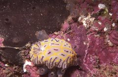 Halgerda willeyi