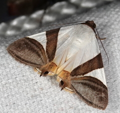 Eulepidotis argyritis