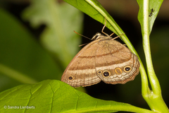 Cissia proba