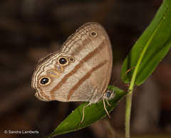 Cissia