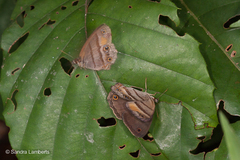 Cissia