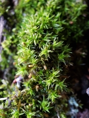 Lewinskya elegans