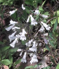 Penstemon arkansanus