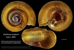 Allodiscus urquharti image