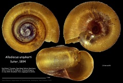 Allodiscus urquharti