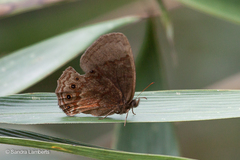 Eretris apuleja subrufescens