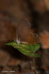 Haetera piera