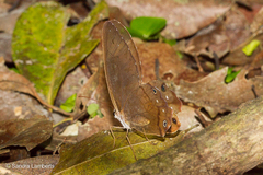 Haetera piera