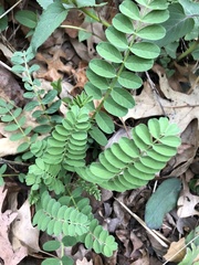 Astragalus canadensis