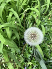 Taraxacum officinale