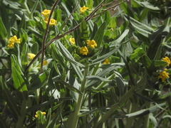 Lithospermum californicum