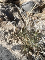 Dasyochloa pulchella