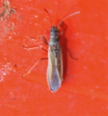 Paromius longulus