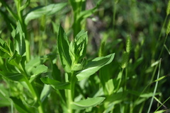 Plectocephalus americanus