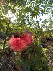 Calliandra tergemina emarginata