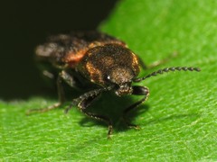 Limonius auripilis