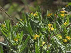 Lithospermum californicum