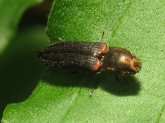 Limonius auripilis