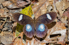 Pierella hortona
