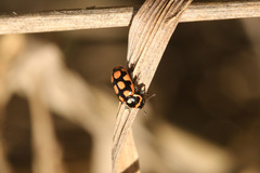 Eriopis serrai