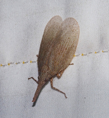 Rentinus dilatatus