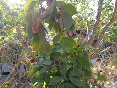 Calliandra tergemina emarginata