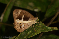 Posttaygetis penelea