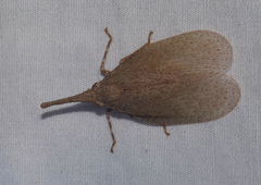 Rentinus dilatatus