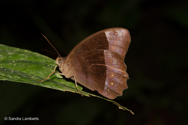 Taygetis cleopatra