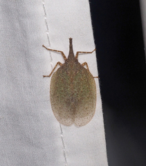 Rentinus dilatatus