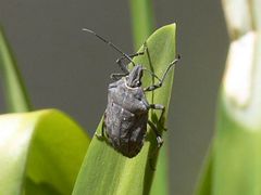 Peltasticus punctatus