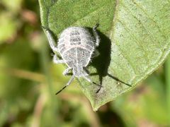 Peltasticus punctatus