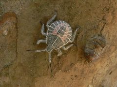 Peltasticus punctatus