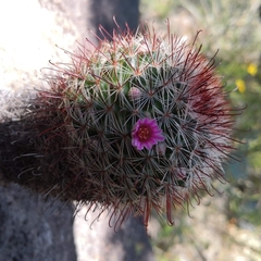 Mammillaria jaliscana jaliscana