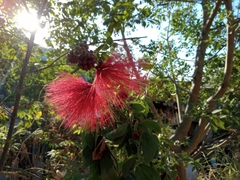 Calliandra tergemina emarginata