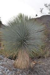 Yucca rostrata