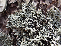 Hypogymnia krogiae