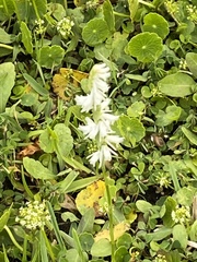 Spiranthes vernalis image
