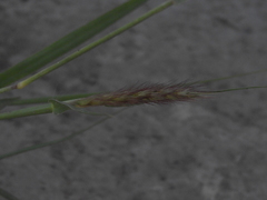 Cenchrus ciliaris