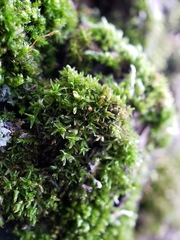 Nyholmiella obtusifolia