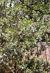 Leucophyllum frutescens